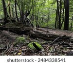 The Shiratani Unsuikyo Ravine on Yakushima is a lush nature park containing several ancient cedars, Yakushima is a World Heritage Site island located in Kagoshima Prefecture, Kyushu, Japan