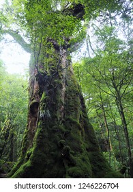 Shiratani Unsuikyo In Yakushima