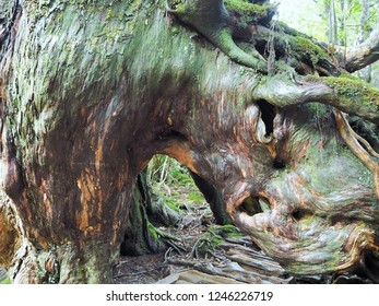 Shiratani Unsuikyo In Yakushima