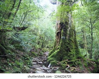 Shiratani Unsuikyo In Yakushima