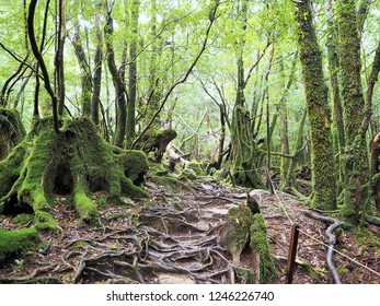 Shiratani Unsuikyo In Yakushima