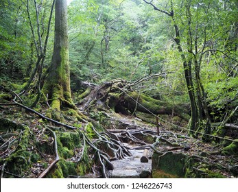 Shiratani Unsuikyo In Yakushima