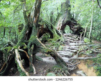 Shiratani Unsuikyo In Yakushima