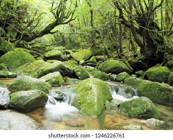 Shiratani Unsuikyo In Yakushima