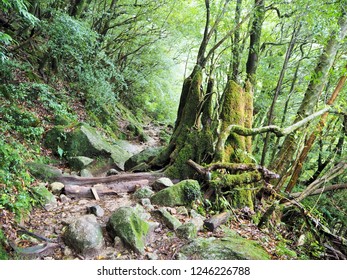 Shiratani Unsuikyo In Yakushima