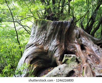 Shiratani Unsuikyo In Yakushima