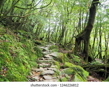 Shiratani Unsuikyo In Yakushima