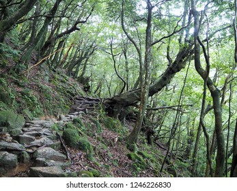 Shiratani Unsuikyo In Yakushima