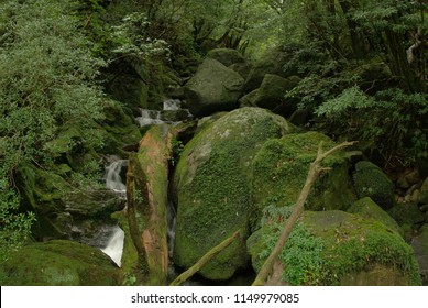 Shiratani Unsuikyo Yakushima Japan