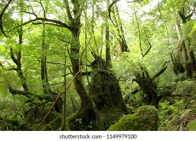 Shiratani Unsuikyo Yakushima Japan