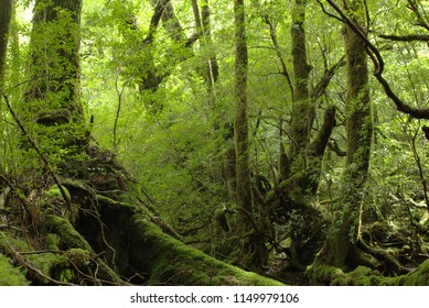 Shiratani Unsuikyo Yakushima Japan