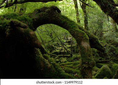 Shiratani Unsuikyo Yakushima Japan