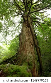 Shiratani Unsuikyo Yakushima Japan