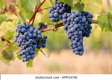 Shiraz Grapes On Young Vine