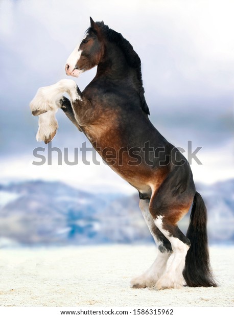 Shire - big horses in\
nature