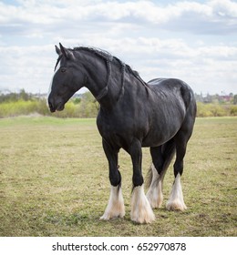 Shire Horse.