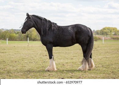 Shire Horse.