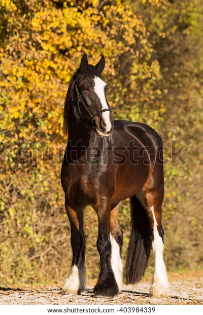 Shire\
Horse