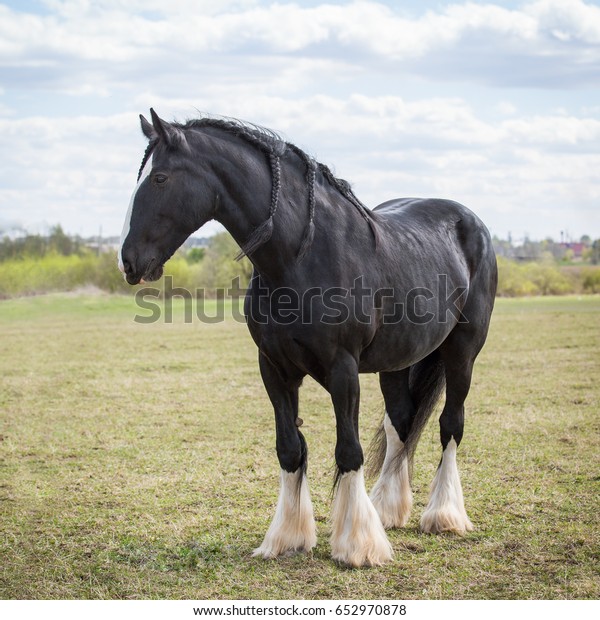 Shire\
horse.