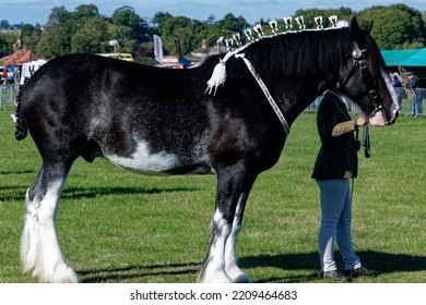 Shire Horse Being Shown In Hand At Agricultural Show.