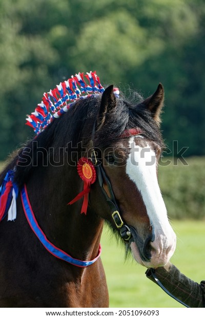 Shire Horse.\
Being shown in hand at horse\
show.