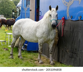 381 Grey shire horse Images, Stock Photos & Vectors | Shutterstock