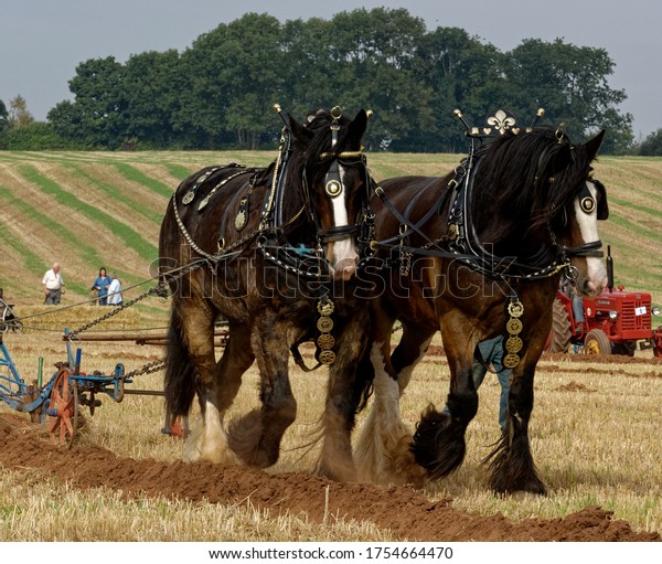 Shire\
Horse. Heavy horses ploughing at ploughing\
match.