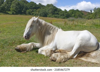 Shire horse, large white shire horse sitting in field resting, beautiful white horse with long mane, working horse.