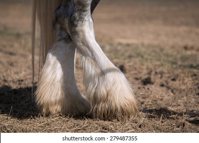 Shire Horse Legs