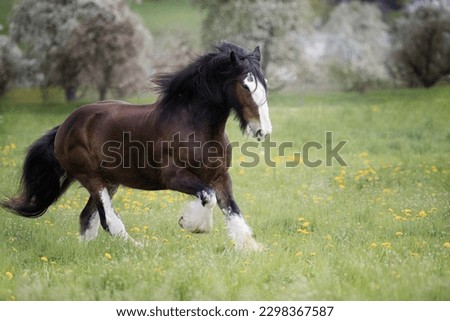 Shire Horse Spring running green flower drafthorse galopp