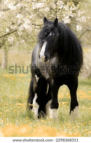 Shire Horse Spring running green flower drafthorse galopp