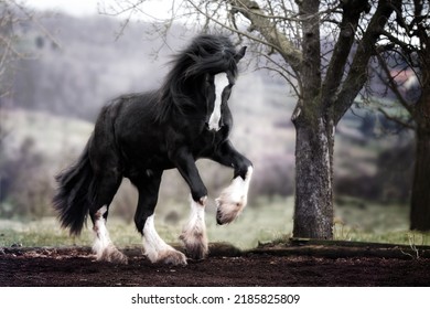 Shire Horse stallion draft horse