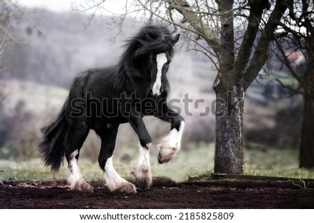 Shire Horse stallion draft horse