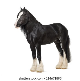 Shire Horse Isolated Hd Stock Images Shutterstock