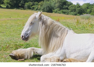 Shire horse, white Shire horse sitting on ground resting, working horse, long mane, beautiful and strong.