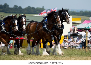 Shire Horses