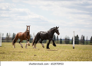 Shire Horses.