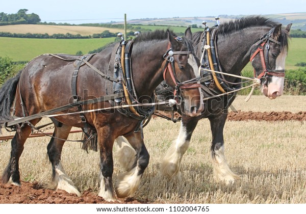 Shire horses\
ploughing