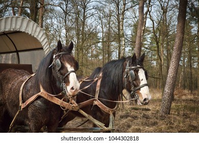 Shire Horses Pulling A Covered Wagon