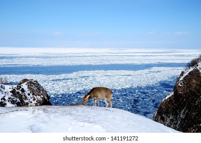 Shiretoko In Winter