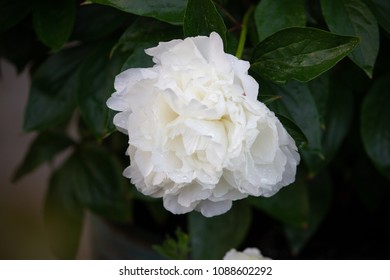 Shirley Temple Peony