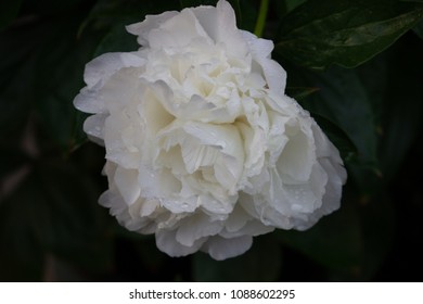 Shirley Temple Peony