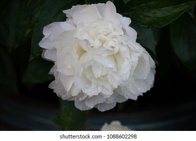 Shirley Temple Peony