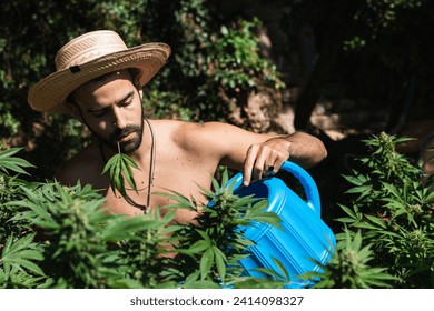 Shirtless farmer watering hemp plants on sunny day
