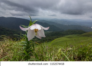 Shirui Lily Ukhrul Manipur