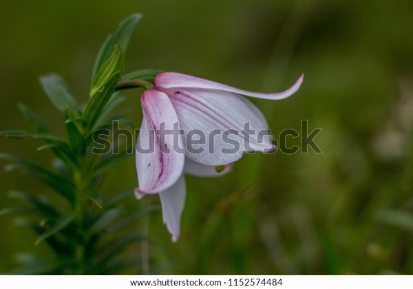 Shirui Lily Ukhrul Manipur