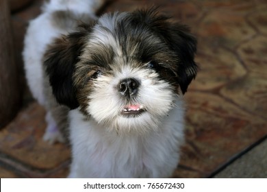 Shishu Ideal Dog Feed House Party Stock Photo 765672430 | Shutterstock