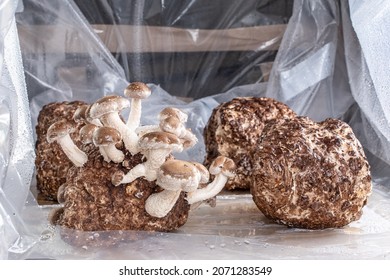 Shitake Mushrooms, Lentinula Edodes, Grown In An Artificial Environment, Considered By Traditional Asian Medicine As Medicinal Mushrooms