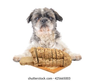 Shitsu Dog Paws On Counter Top Around Whole Wheat Grain Bread Isolated On White Background