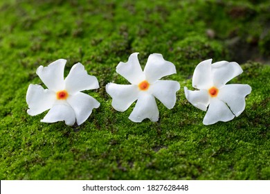 Shiuli Flower, Night blooming jasmine